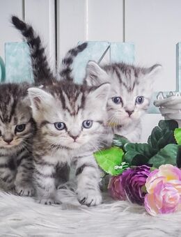 4 BKH-Kitten im Whiskas-Look (Black-Silver-Tabby-Spotted) abzugeben - Dresden