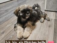 Shih-tzu Welpe - Offenbach (Main)