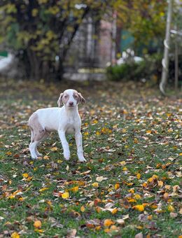 Dalmatiner Mixe in Bunt ( nur noch 2 Rüden ) suchen - Groß Pankow