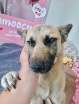 💚 Teddy sucht Geborgenheit 💚 - Eislingen (Fils)