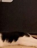 2 Jahre alte Katze zu verkaufen in 70376