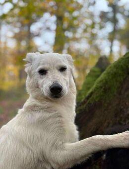 Cami unser schneeweißer Engel - Neuberg