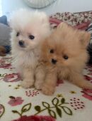 Zwergspitz Welpen 🥰🥰🥰 in 77866