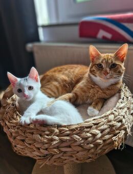 Kitten weiß rot kater suchen zusammen ein zuhause - Uelzen