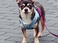 Chihuahuahündin lilac tricolor sucht ein schönes zu Hause - Finsterwalde