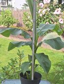 Banane Musa basjoo in 47809