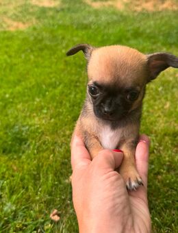 Chihuahua Hündin - Gerterode