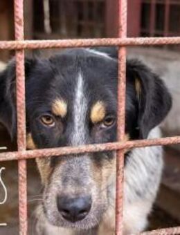 Tigris - der Freundliche - Willich