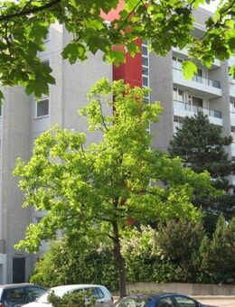 Erstbezug nach Vollsanierung! - 2-Zimmer-Wohnung mit Einbauküche - Celle