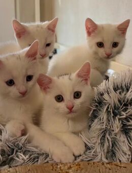 BKH Mix Kitten - Tapfheim
