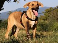 Traumhund Pim sucht sein Körbchen ❤️ - Großefehn