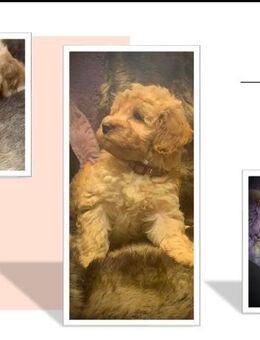 Cavapoo-Welpen suchen ihr Glück. - Dinslaken