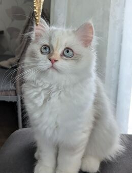 Wunderschönes, verspieltes Perser-/Langhaar Kätzchen sucht ein liebesvolles Zuhause - Essen