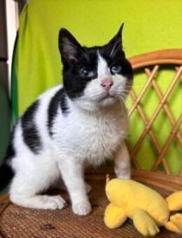 Kamysh - der Sanfte aus dem Hundeshelter - Kirchheim (München)