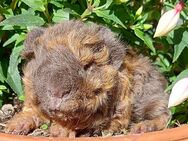 Meerschweinchen Lunkarya - Berlin Friedrichshain-Kreuzberg