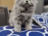 Bkh kitten - Ansbach
