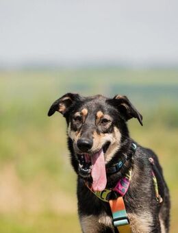 Vivi, intelligent und liebevoll - Süderholz