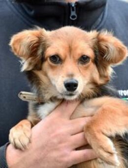 Piccola sucht gutes Zuhause - Neuss