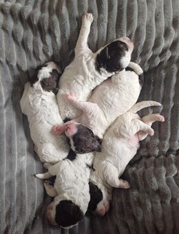 Lagotto - Königs Wusterhausen