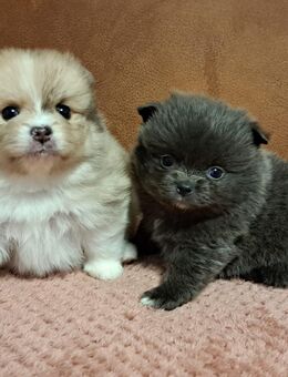 Pomeranian-PomChi Boys 75%Poms - Ballenstedt