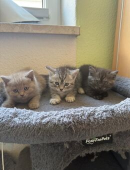 Nur noch 3 süße BKH Kitten suchen ab Anfang September ein neues zu Hause! - Halle (Saale)
