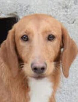 Gus sucht Familienanschluss - Niedereschach