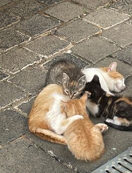 Niedliche Kitten abzugeben - Bad Langensalza