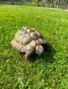 Griechische Landschildkröte mit Papieren - Neumünster