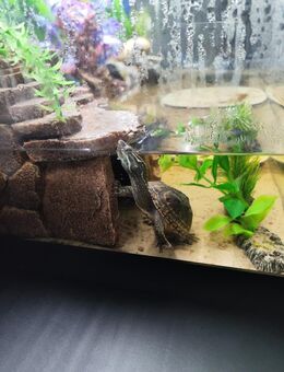 Ich verkaufe 2 Aquariums mit 2 Moschusschildkröten - Schwedt (Oder)