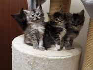 Maine Coon Kitten ohne Stammbaum - Bächingen (Brenz)