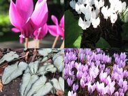 Samen vom Efeublättrigen Alpenveilchen Cyclamen hederifolium Wildalpenveilchen Herbstblühendes Alpenveilchen - Singen (Hohentwiel)