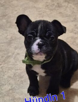 Wunderschöne Französische Bulldogge Welbe zu Verkaufen - Bad Lobenstein