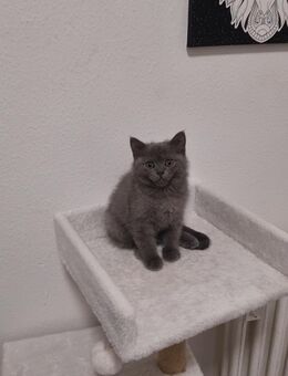 Bkh kitten - Köln
