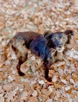 Lilla sucht Patenschaft für Behandlungen - Herxheim (Landau)