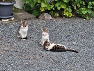 Junge Katzen vom Bauernhof Hauskatzen Freigänger - Altenberg