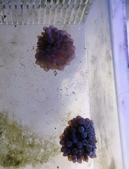 Anemone Meerwasseraquarium - Idar-Oberstein