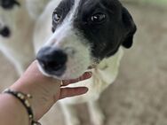 Henry, sucht sein Glück - Bonndorf (Schwarzwald)