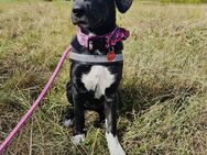 Labrador/ Bordercollie Mix such neues liebevolles Zuhause - Berlin Spandau