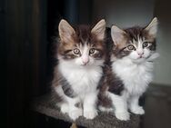 Maine Coon Mischlingskatzen suchen ein Zuhause - Kleines Wiesental