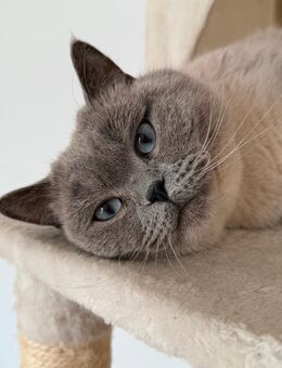 Britisch Kurzhaar Blue-Grey Eye 2Männchen - Illertissen Zentrum