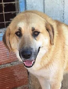 Ginger, der liebenswerte Schmusebär - Mettmann