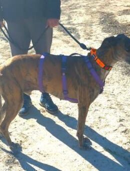 Jack zu lieb für den Jäger Ho - Ludwigshafen (Rhein)