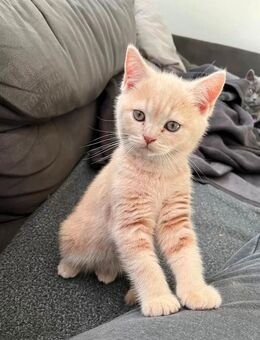 BKH-Kater in Creme - Hausham