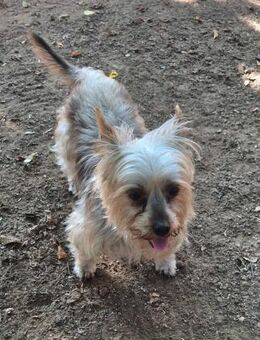 🌸 Eperke kleine Yorkshire-Terrier-Dam - Kassel