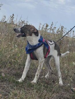 Hübscher Harley sucht ein zu Hause - Fließem