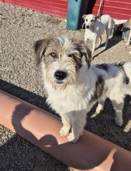 Anima auf der Suche nach einer Chance - Celle