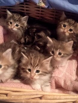 Norwegische Waldkatzen Kitten abzugeben! - Frauenstein Zentrum