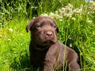 Reinrassige Labrador Welpen in braun und schwarz. - Waldeck Zentrum