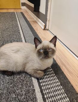 BKH Kitten - Berlin