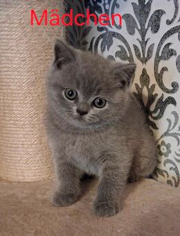 Reinrassige Bkh Mädchen - Brakel